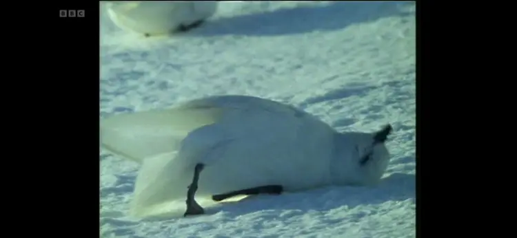 Lesser snow petrel (Pagodroma nivea nivea) as shown in Life in the Freezer - The Ice Retreats